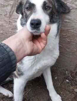 Crissy 52 cm - Alpenrod