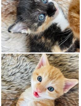 2 Kitten Katzenbaby Katzenkinder - Dresden
