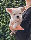 Bulli mix Charly sucht für immer zuhause in 94486