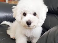 Fantastischer Bichon Frisé-Welpe aus eigener Aufzucht - Gummersbach