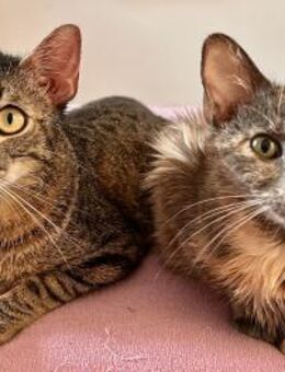 Messina & Livorno Verspieltes Katzen-D - Benediktbeuern