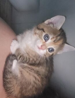 Babykatze sucht sich ein neues Zuhause - Potsdam