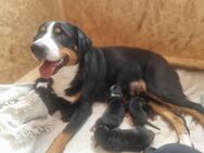 Appenzeller Sennenhund Welpen - Schortens