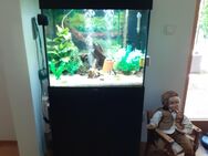 Aquarium komplett zu verkaufen - Oberammergau