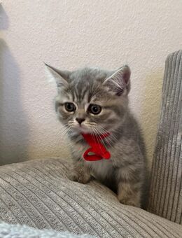 BKH Kitten - Stuttgart