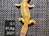 Verschiedene Leopardgeckos - Georgsmarienhütte