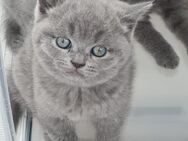 BKH Kitten in Blue - Hückelhoven