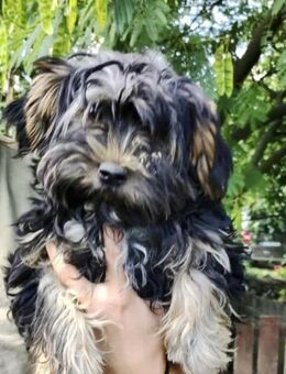Yorki Baby Felix - Wolfhagen