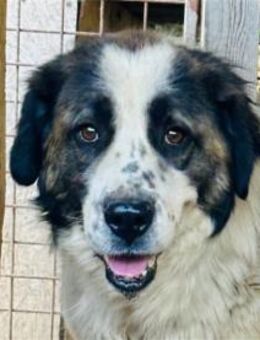 Berna Pflegestelle oder Zuhause gesuch - Oberwies