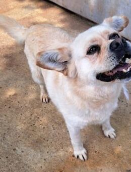 Nuscha - Engel auf 4 Pfoten - Obertshausen