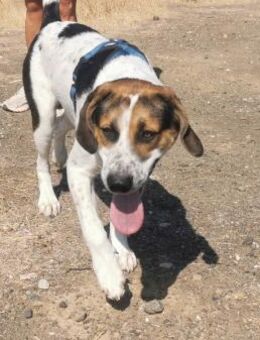 😍 TEDDY 😍 - WÜNSCHT SICH EIN ZUHAUSE! - Alfeld (Leine)