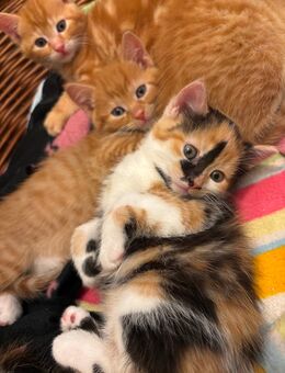 6 zuckersüße Babykatzen suchen ein liebevolles Zuhause! - Vechta