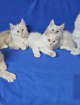 2 Maine Coon Kitten Katzenbabys weibliche Kitten - Schwarzenbek
