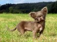 Traumhaft schöner XXXS Mini Chihuahua 1,3kg 7Mon. Rüde Lilac in 36399