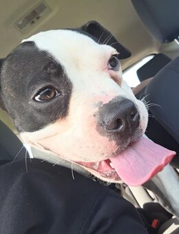 Boston Terrier, englische Bulldogge mix - Frasdorf