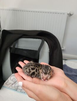 Einmaliger Bengalkittenwurf - Niebüll