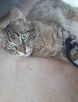 Cher, kleines Löwenköpfchen, ca. 1 Jahr - Vaterstetten