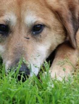 Mandela - sehr lieb u. verschmust - Lohra