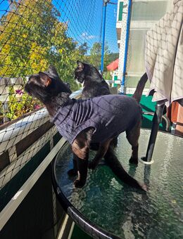 Katzenpärchen sucht liebevolles Zuhause - Vacha