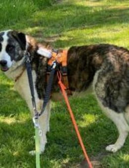 Hübsche Stella möchte aus dem Shelter - München