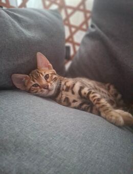 Mini Leoparden mit Stammbaum wir dürfen ausziehen - Ankum