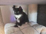Maine Coon Kitten sucht neues liebevolles Zuhause - Göppingen