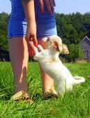 Bildschöner typvoller 5Mon. Chihuahua LH Rüde Kinderlieb Familienhund in 36399