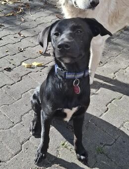 Hundewelpen zu verksufen - Schwarzheide