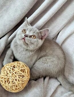 Reinrassige BKH Kitten in Blue und Weiss kleine Bärchen .Auszugsbereit !!! - Worms