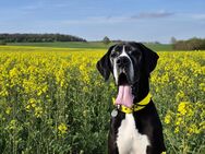 Ein Zuhause mit Herz gesucht – für unsere beeindruckende Deutsche Dogge - Oerlenbach