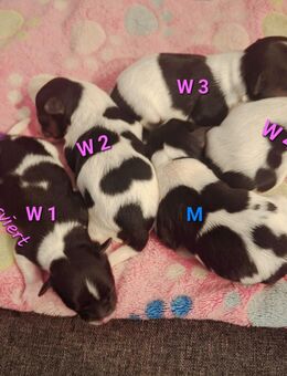 Biewer Yorkshire Terrier Welpen - Kerken