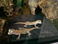 2 Dünnfingergecko Weibchen mit Terrarium und Zubehör - Magdeburg