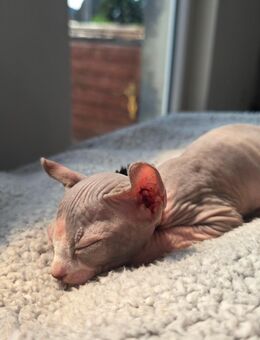 Sphynx Kitten - Starkenberg