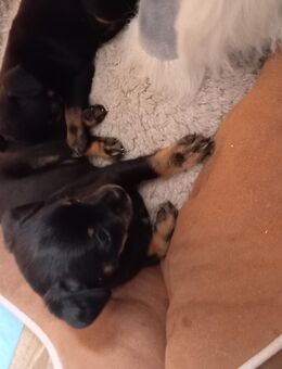 Chihuahua Rehapinscher Mix Welpen zu verkaufen - Fladungen