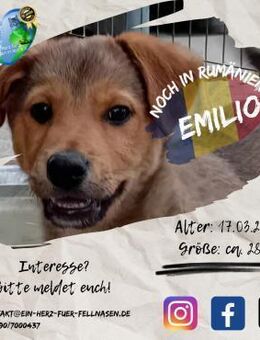 EMILIO - einer von 6 (kleinen) Rabauken - Waakirchen