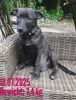 Lillith und Balou suchen noch ein liebevolles zu Hause - Eisenberg (Thüringen)