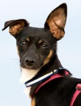 GOPI - spätere Adoption möglich 🙏 - Neudenau