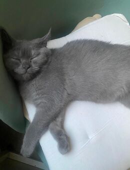 Zwei süße kitten abgabebereit - Berlin
