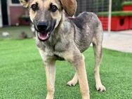 Pippin - treuer Begleiter - Koblenz