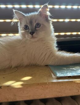 RAGDOLL KITTEN/Geschwister i - Gochsheim