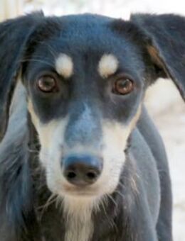 Alma 2 -schüchtern und lieb- - Oldenburg