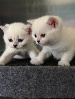 Britische kitten - Rheinfelden (Baden)