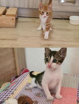 Charlie aus dem Tierschutz - Grevenbroich