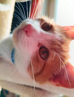 EKH Kitten Mix Rot /Weiss, ein Kater und Kätzchen - Wendelstein