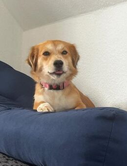 Bienen sucht dringend ein neues Zuhause - Egestorf