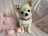 Wunderschönes Pom Chi Mädchen aus seriöser Zucht mit Ahnentafel - Buchloe