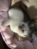 Bkh lilac point in 36251