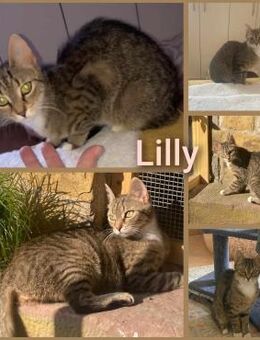 Schüchterne Lilly - Margetshöchheim