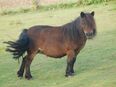 BIRLING BELINDA - eine der letzten Birling Stuten Mini Shetland - Rarität! alt-englische Blutlinie in 34587
