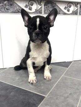 Boston Terrier x Französische Bulldoge - Freyburg (Unstrut)